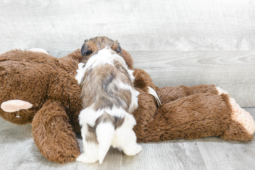 Popular Teddy Bear Designer Pup