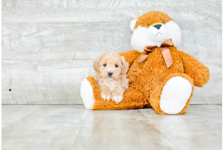 Maltipoo Puppy for Adoption