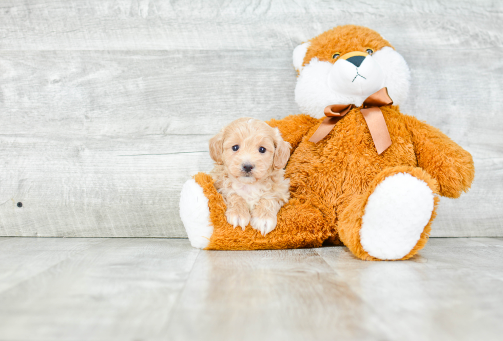 Maltipoo Puppy for Adoption