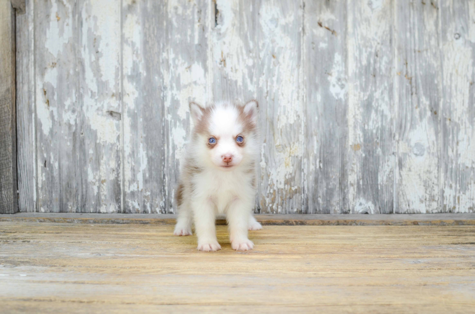 Best Pomsky Baby