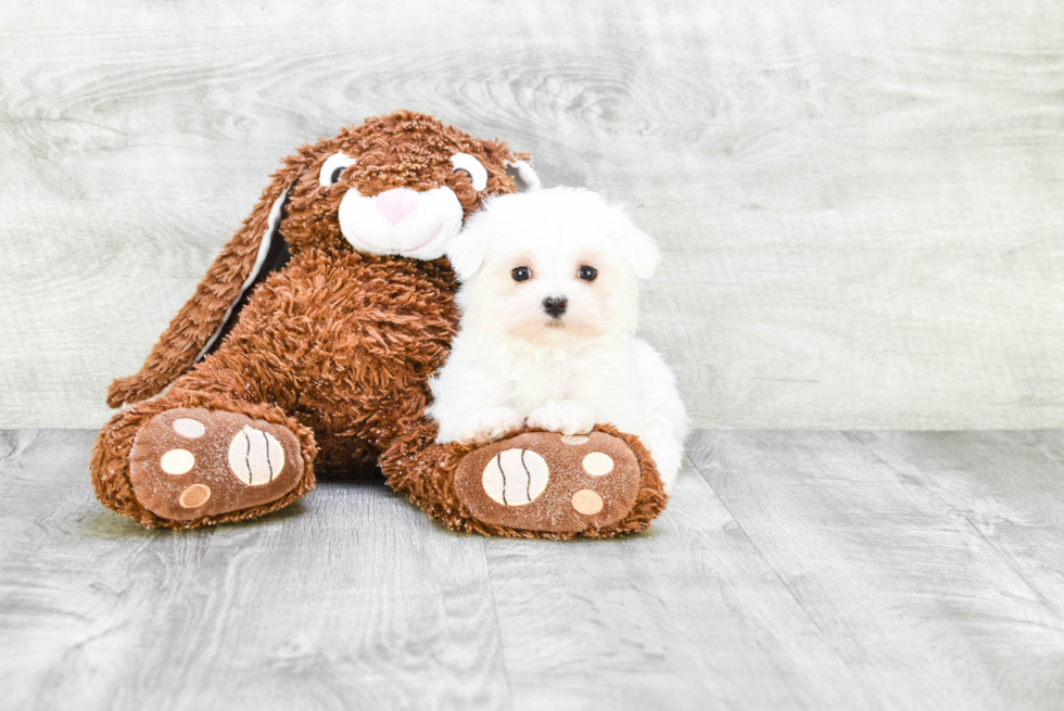 Small Maltese Purebred Pup