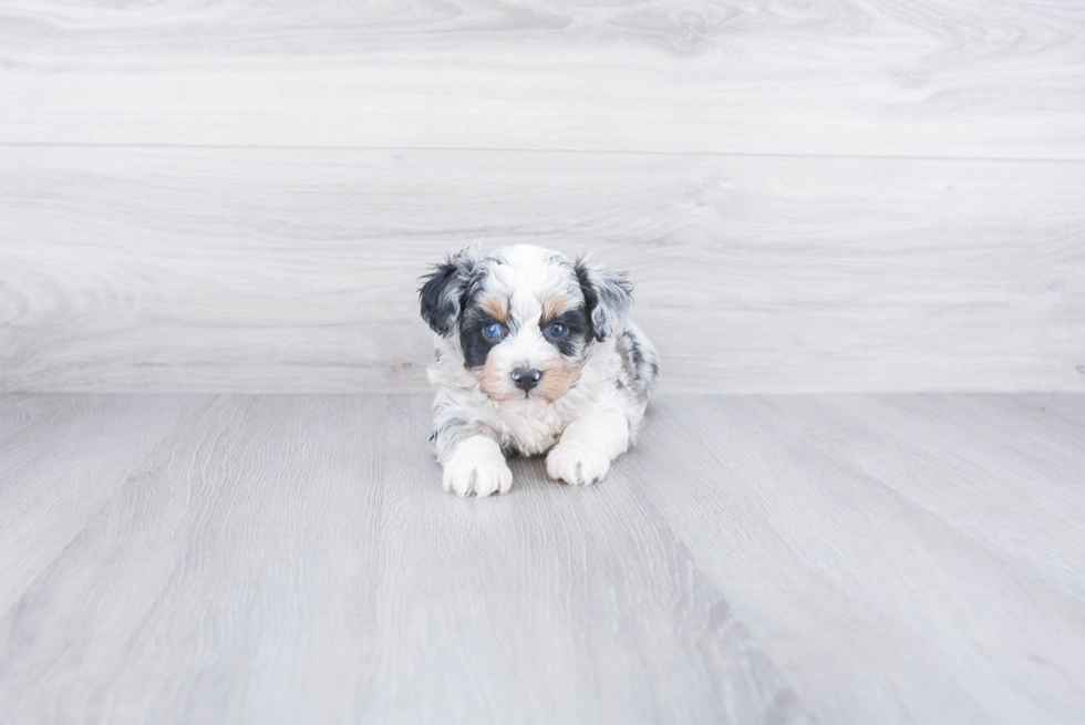 Best Mini Aussiedoodle Baby