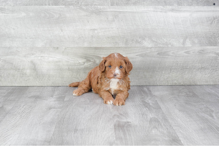 Best Cavapoo Baby