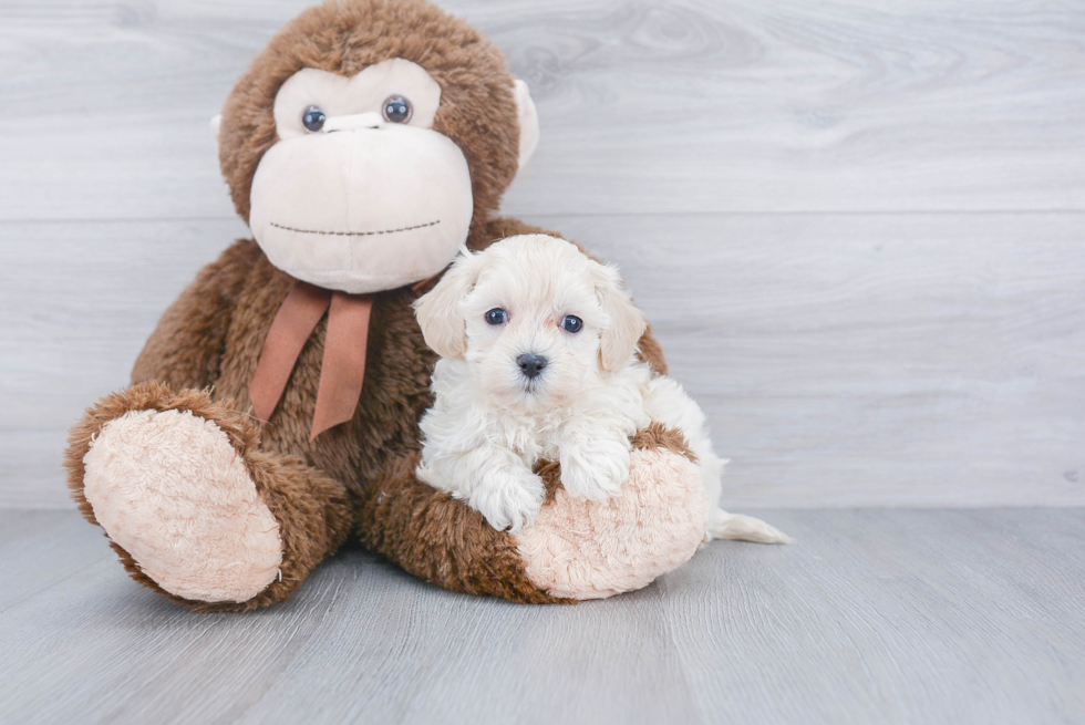 Best Maltipoo Baby