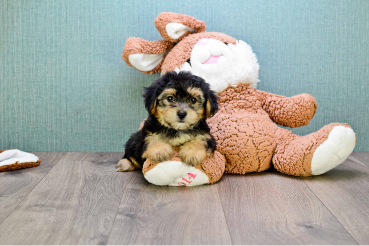 Playful Yorkie Designer Puppy