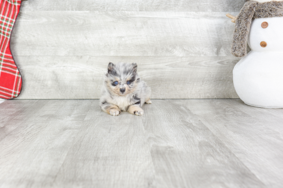 Pomeranian Pup Being Cute