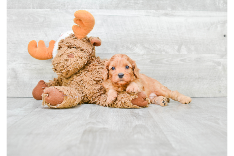 Best Cavapoo Baby