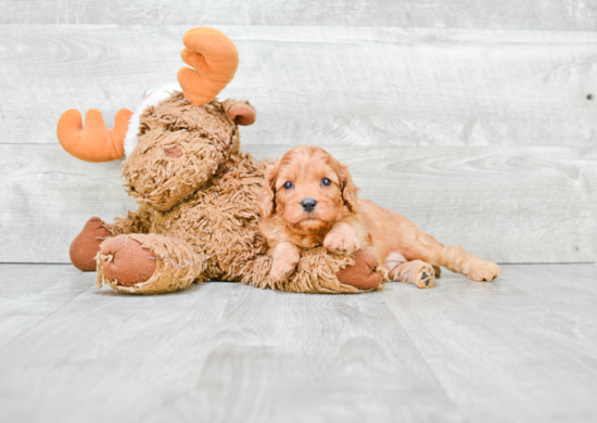 Best Cavapoo Baby