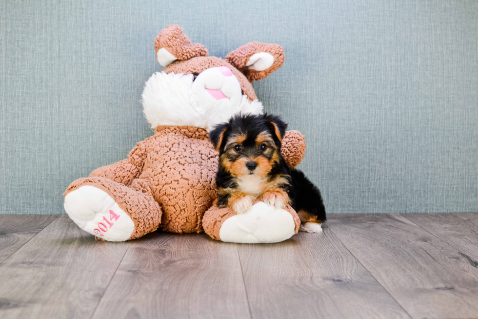 Meet Diddy - our Yorkshire Terrier Puppy Photo 