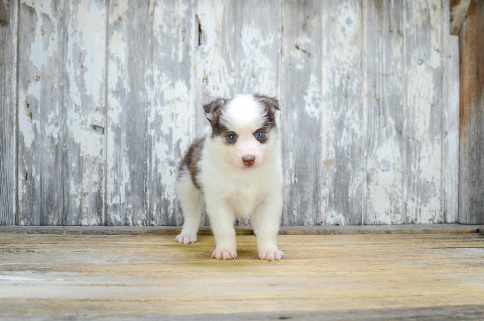 Energetic Mini Husky Designer Puppy