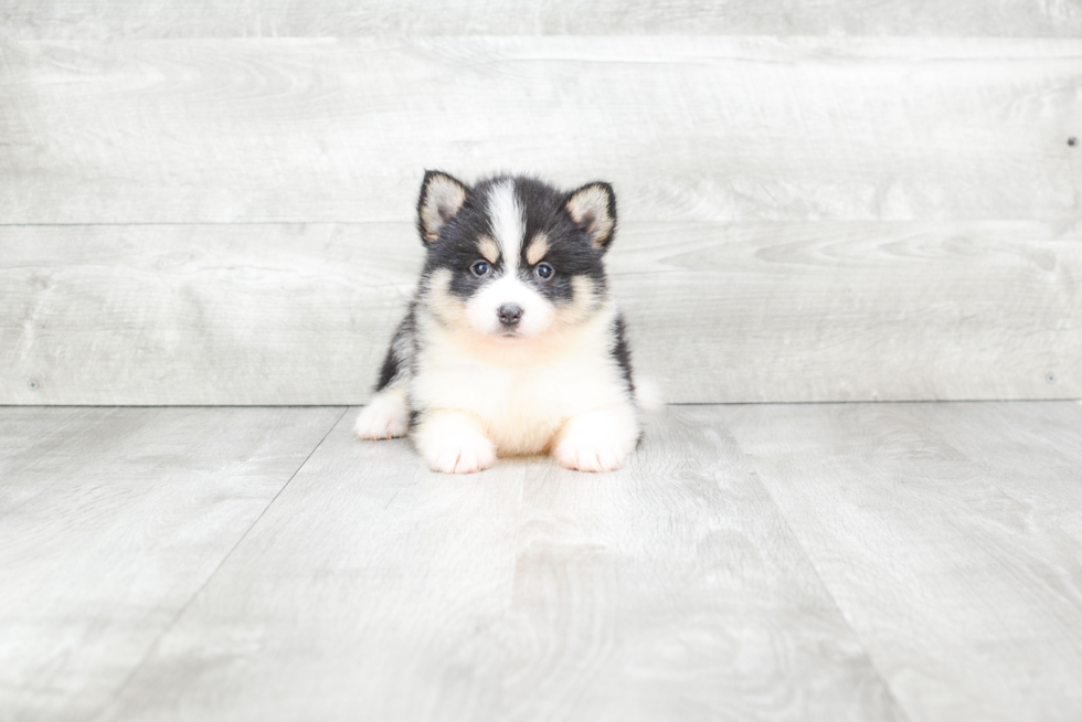 Smart Pomsky Designer Pup