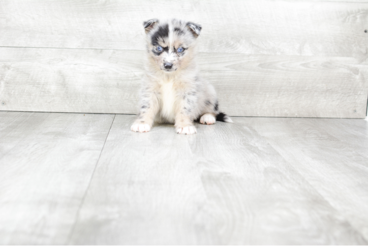 Popular Pomsky Designer Pup