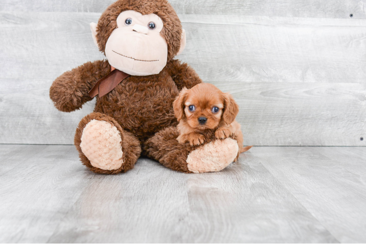 Cavalier King Charles Spaniel Puppy for Adoption