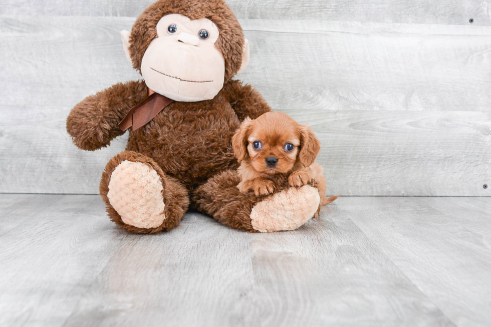 Cavalier King Charles Spaniel Puppy for Adoption