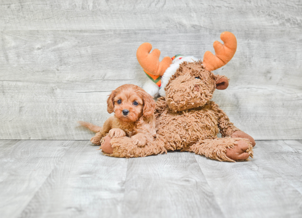 Friendly Cavapoo Baby