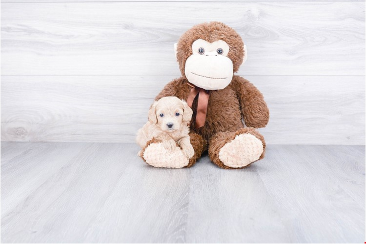 Cavapoo Pup Being Cute