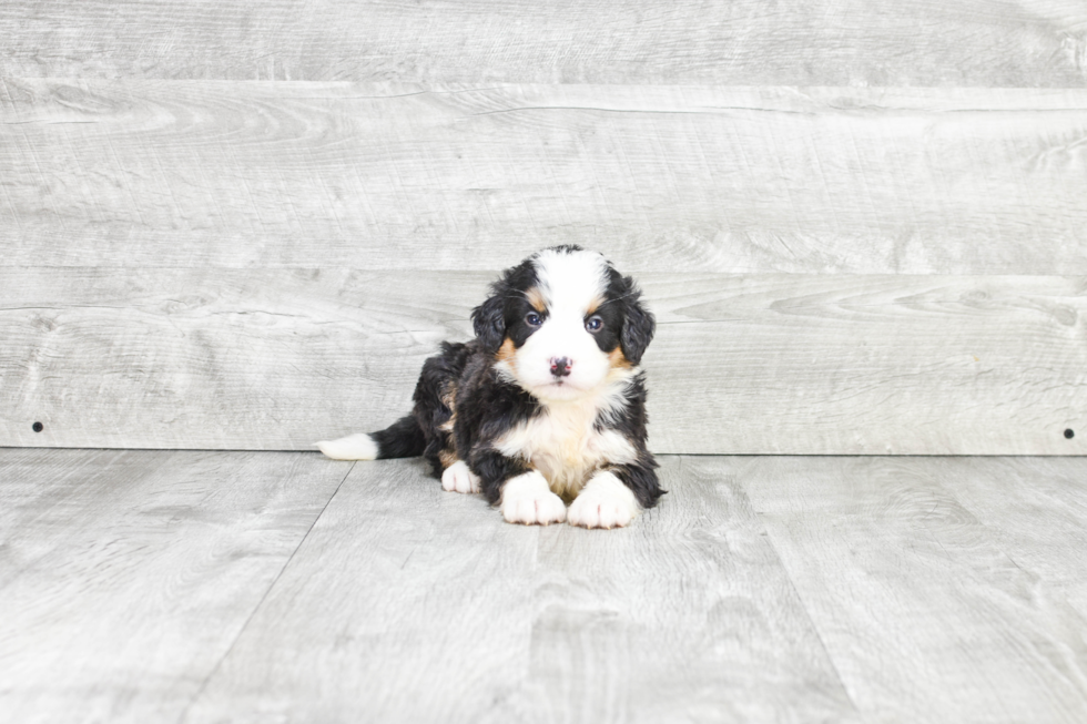 Mini Bernedoodle Puppy for Adoption