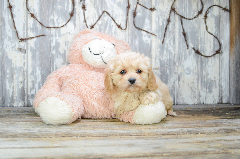 Popular Cavapoo Poodle Mix Pup