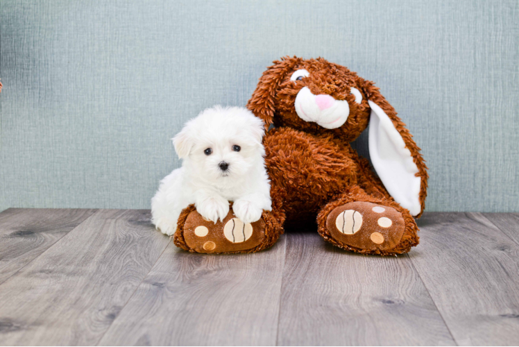 Funny Maltese Purebred Pup