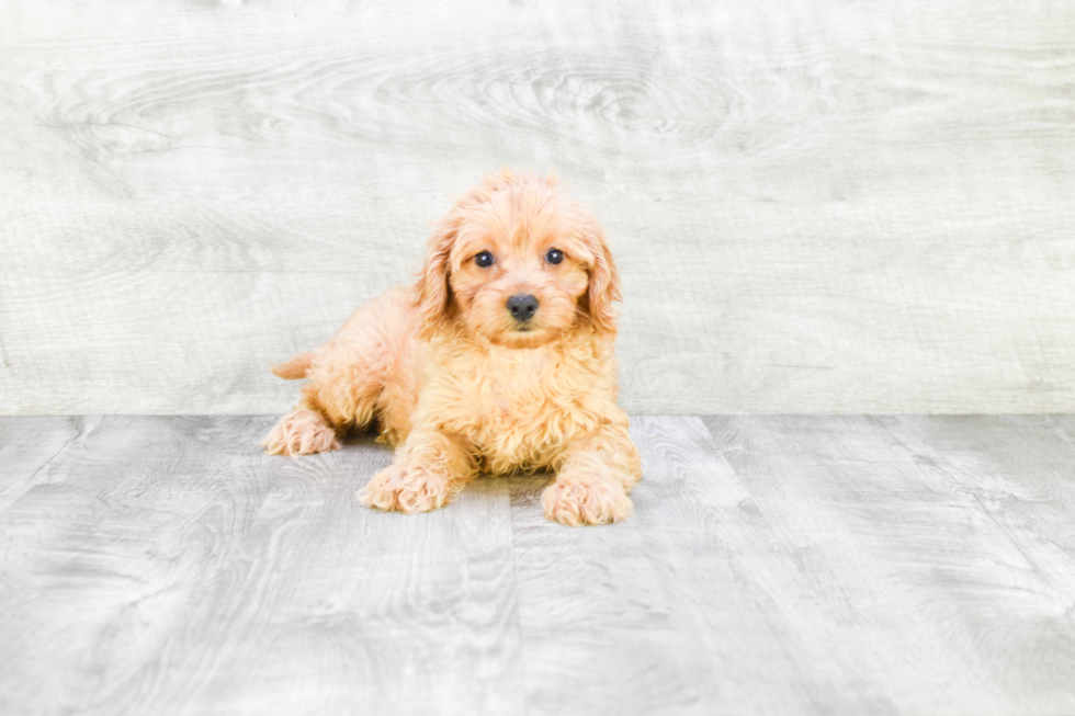 Mini Goldendoodle Pup Being Cute