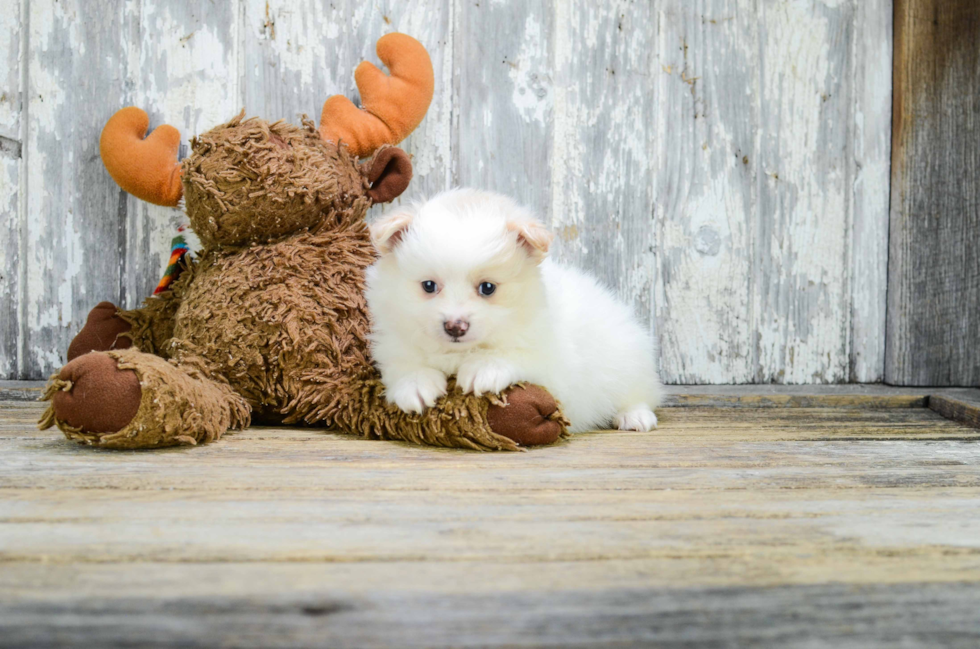 Pomeranian Puppy for Adoption