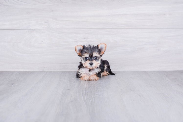 Morkie Puppy for Adoption