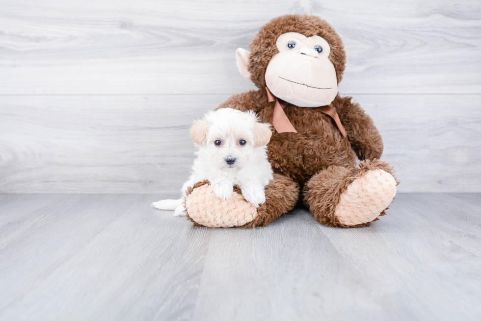 Maltipoo Puppy for Adoption