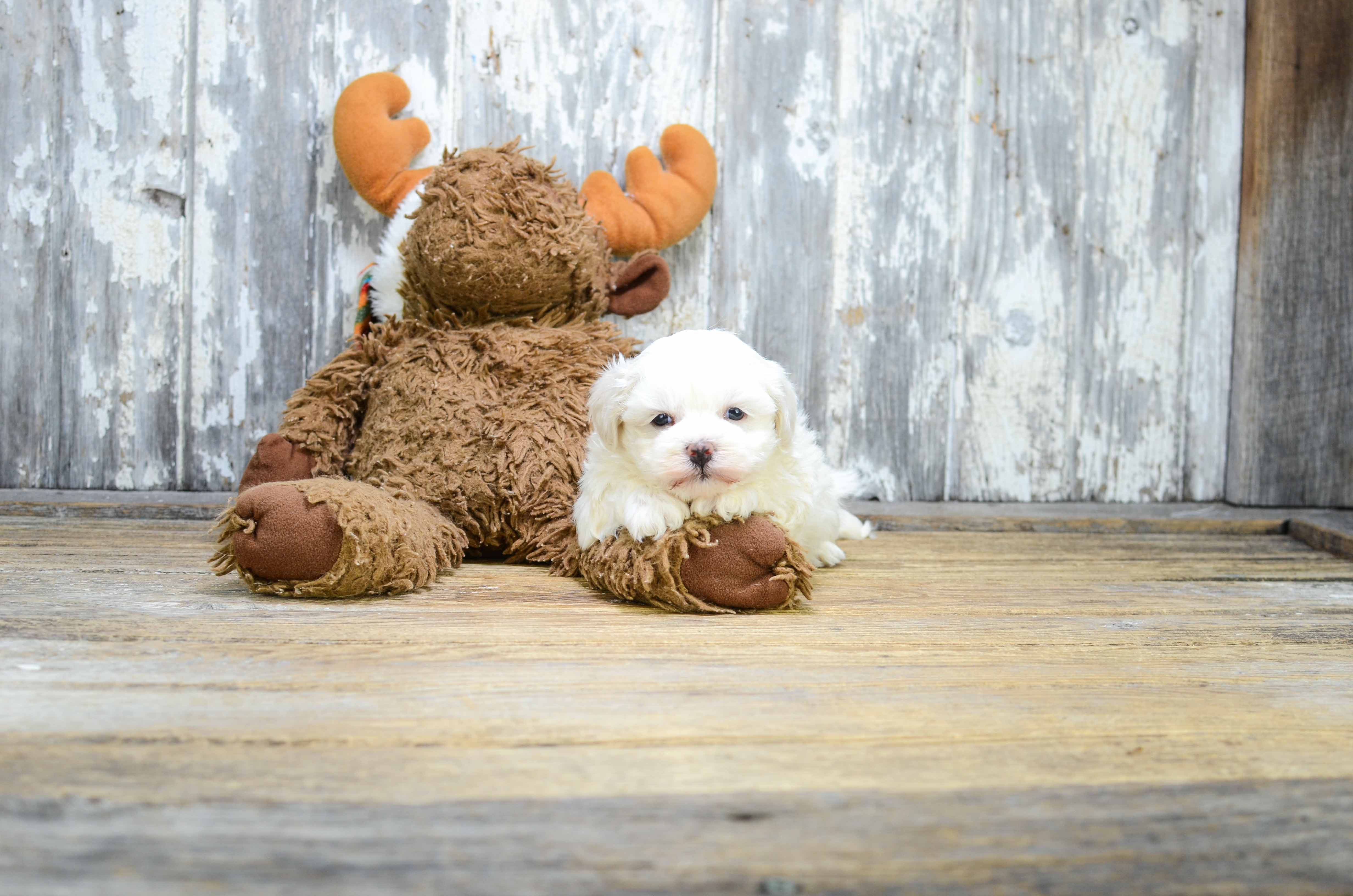 Energetic Shit Designer Puppy