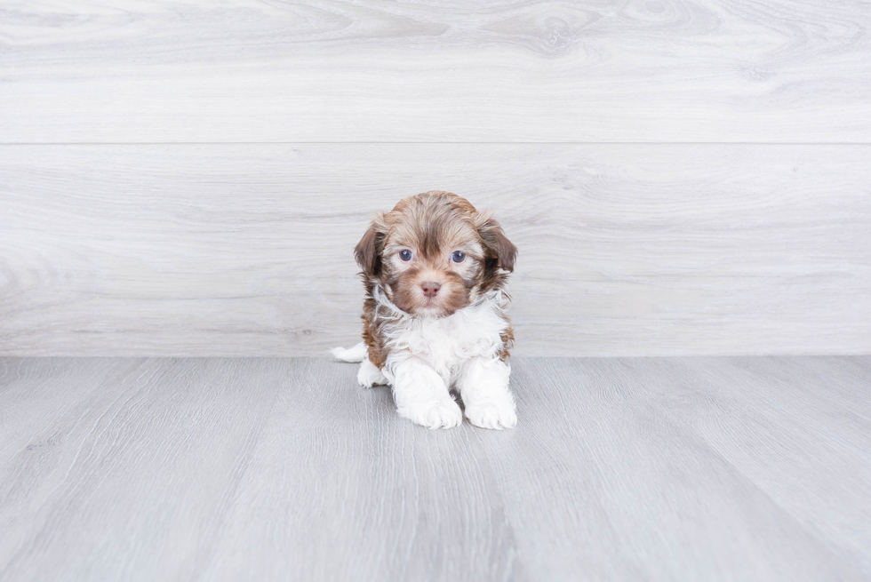 Funny Havanese Purebred Pup