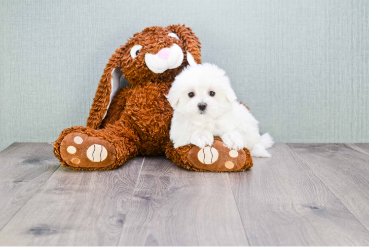 Hypoallergenic Maltese Purebred Pup