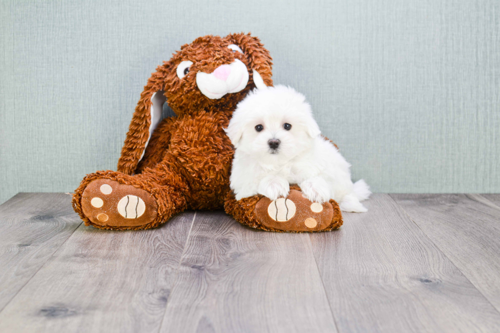 Hypoallergenic Maltese Purebred Pup