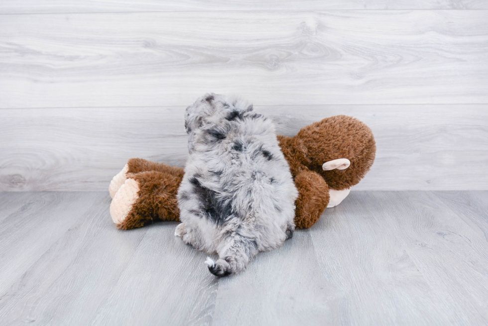 Adorable Bernadoodle Poodle Mix Puppy