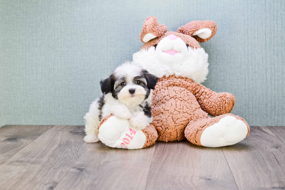 Small Havanese Purebred Pup