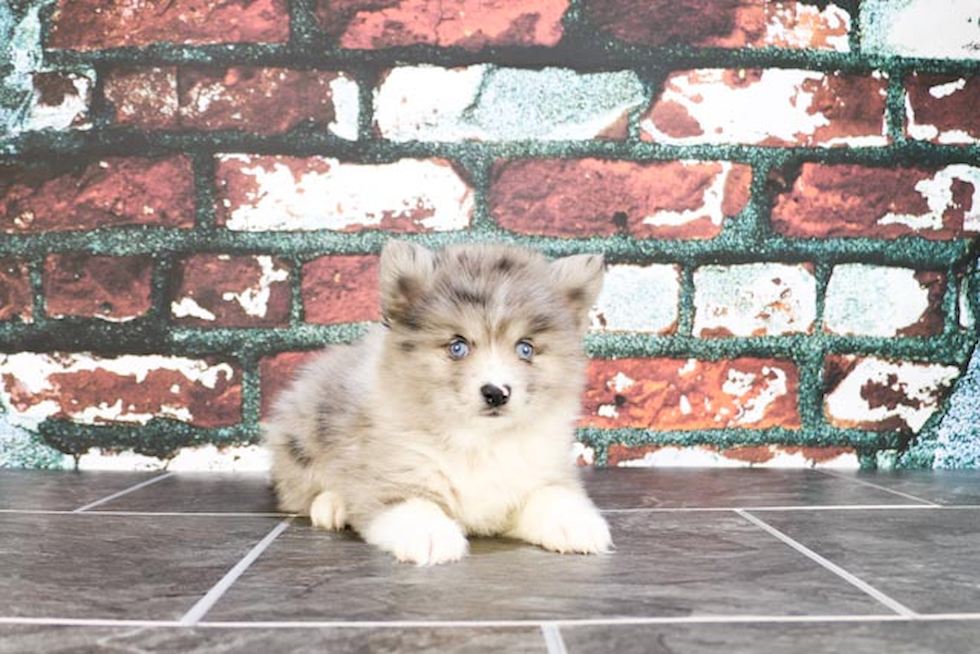 Energetic Mini Husky Designer Puppy