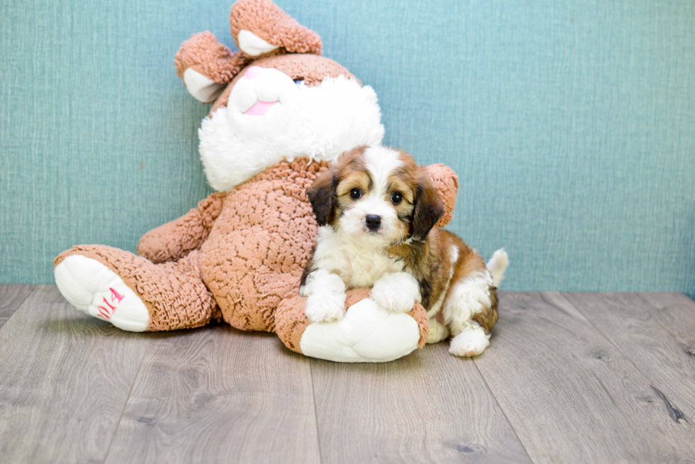 Cavachon Puppy for Adoption