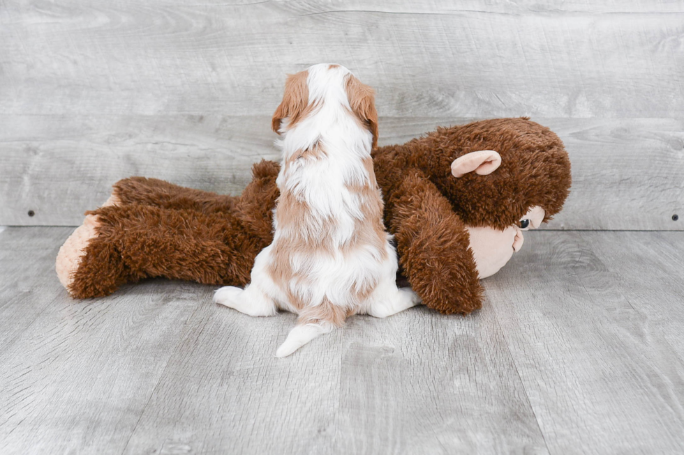 Popular Cavalier King Charles Spaniel Baby