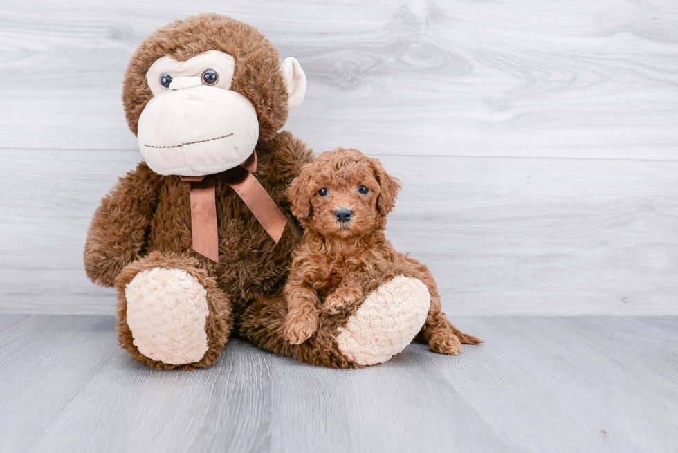 Adorable Cockerpoo Poodle Mix Puppy