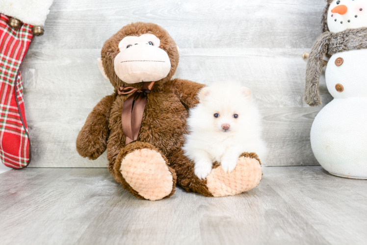 Fluffy Pomeranian Purebred Puppy