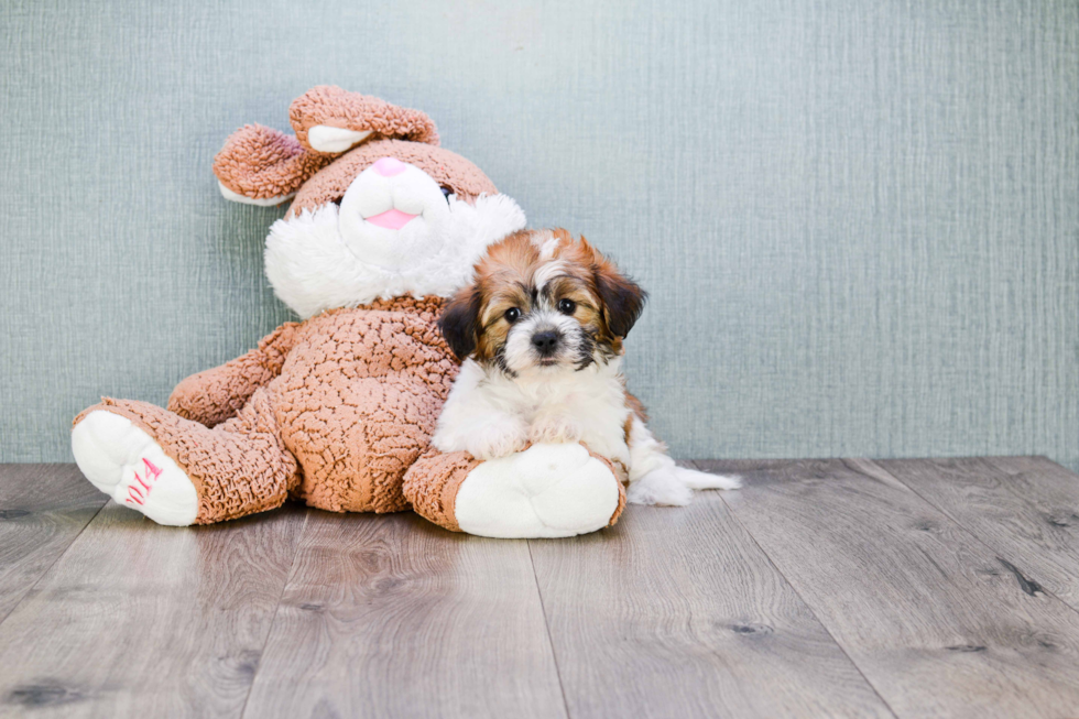 Teddy Bear Pup Being Cute