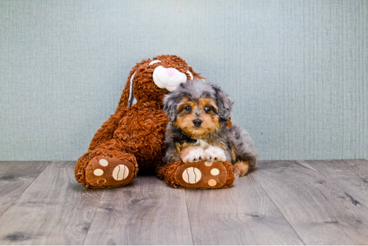 Mini Aussiedoodle Pup Being Cute