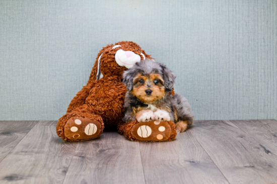 Mini Aussiedoodle Pup Being Cute