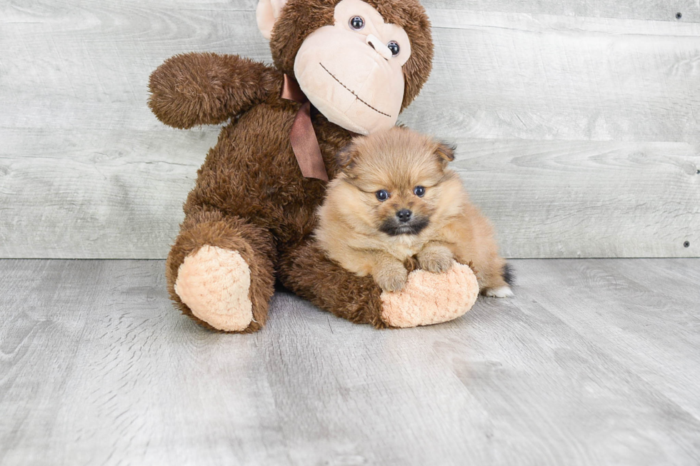 Hypoallergenic Pomeranian Purebred Pup