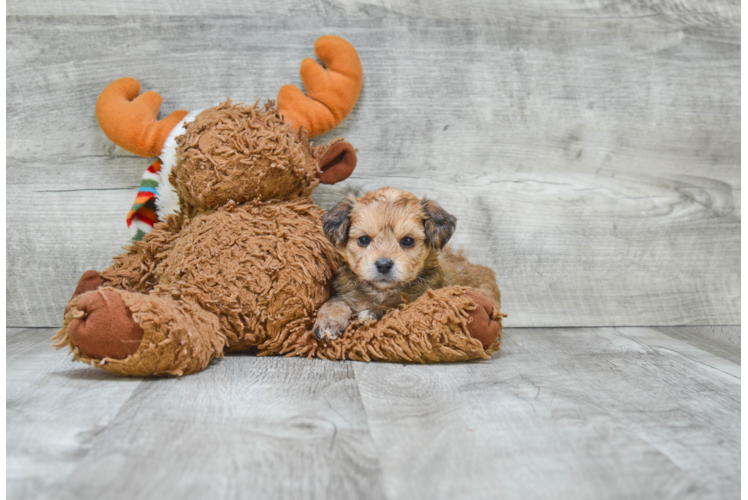 Energetic Yorkie Designer Puppy