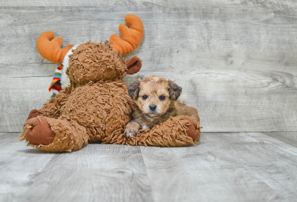 Energetic Yorkie Designer Puppy