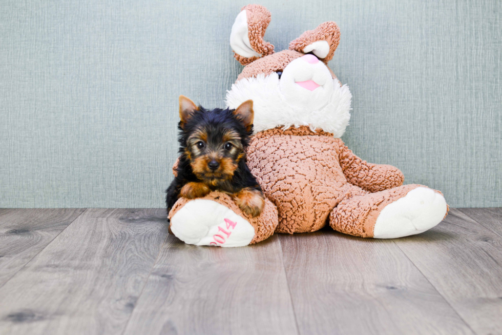 Meet Izzie - our Yorkshire Terrier Puppy Photo 