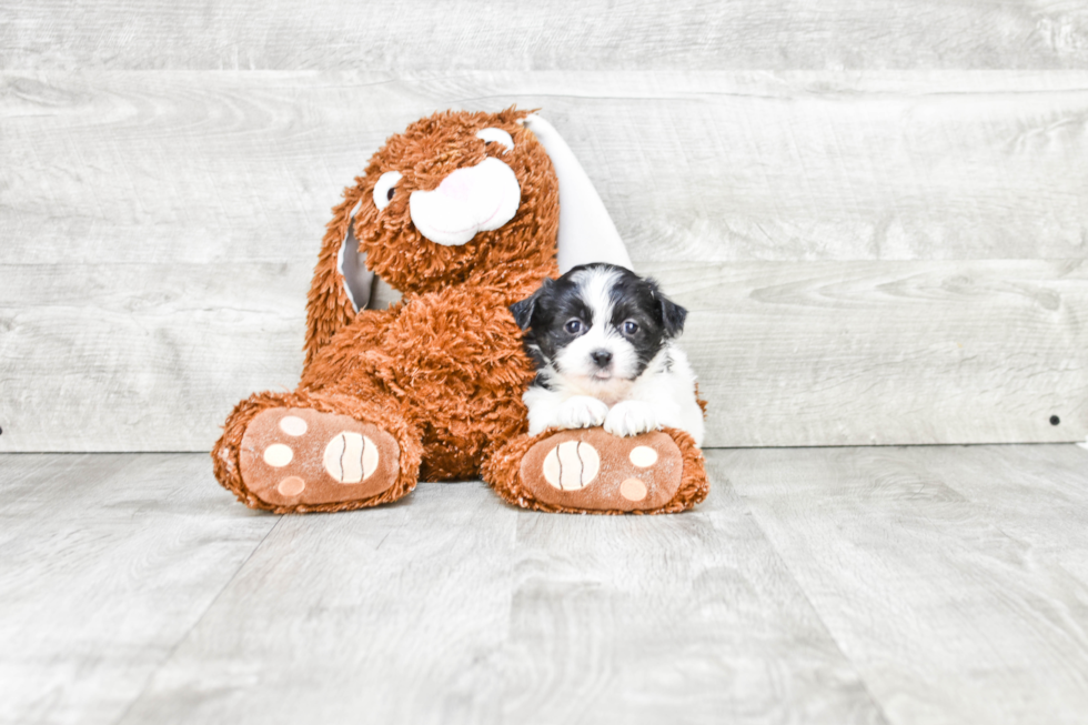 Cute Teddy Bear Baby