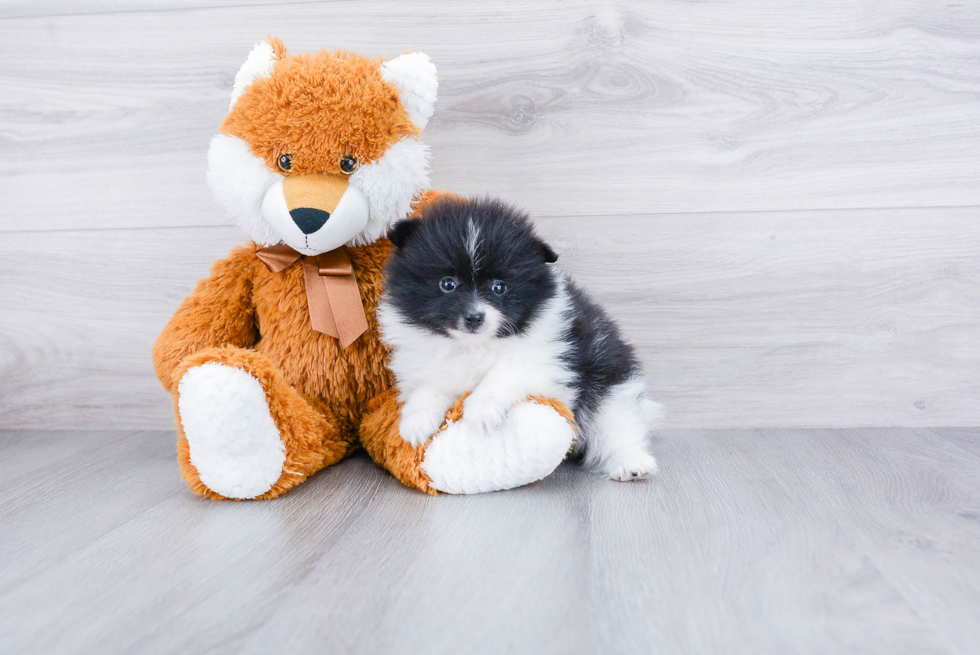 Petite Pomeranian Purebred Puppy