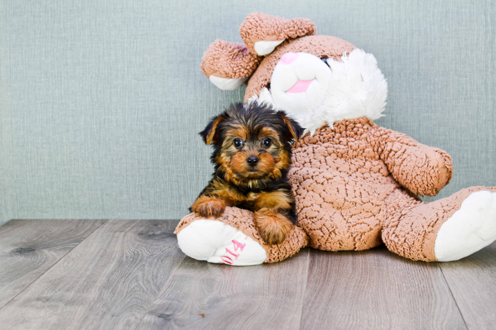 Meet Timmy - our Yorkshire Terrier Puppy Photo 