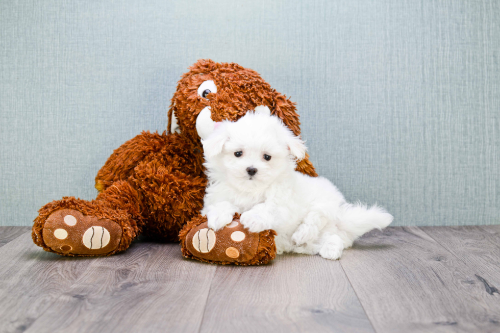 Popular Maltese Baby