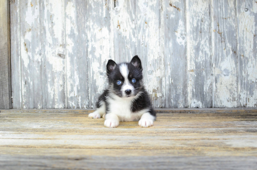 Playful Mini Husky Designer Puppy